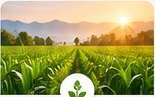 Agricultural field at sunrise